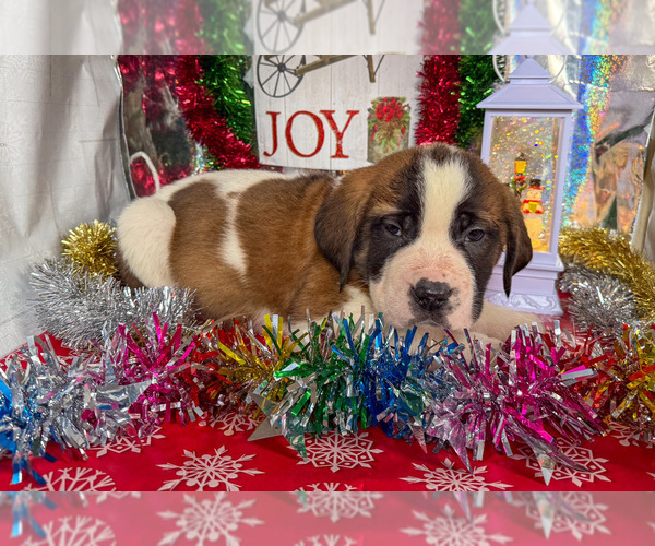 Medium Photo #1 Saint Bernard Puppy For Sale in ORWELL, OH, USA