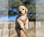 Small Photo #11 Double Doodle Puppy For Sale in TALLAHASSEE, FL, USA