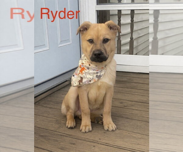 Medium Photo #2 Mutt Puppy For Sale in Springdale, PA, USA