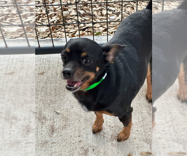 Medium Photo #7 Chihuahua-Unknown Mix Puppy For Sale in Oak Bluffs, MA, USA