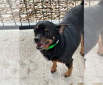 Small #6 Chihuahua Mix