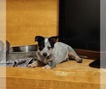 Small #5 Australian Cattle Dog