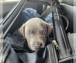 Small #11 American Pit Bull Terrier-German Shepherd Dog Mix