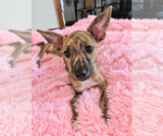 Small Photo #2 Mutt Puppy For Sale in St. Augustine, FL, USA