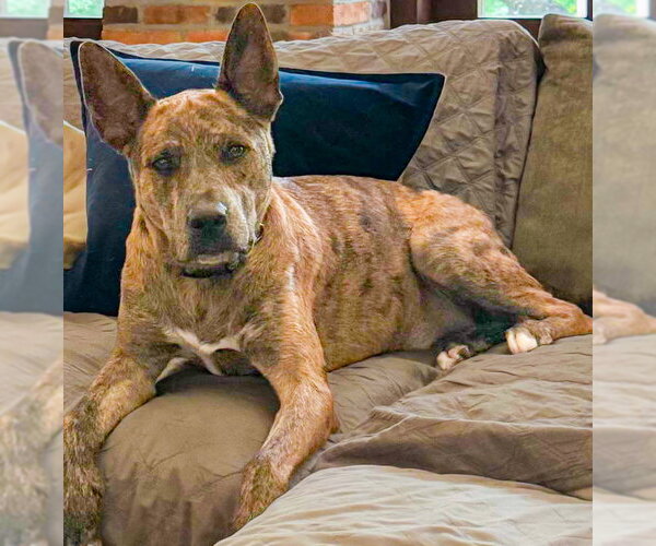 Medium Photo #6 Catahoula Leopard Dog-Holland Shepherd Mix Puppy For Sale in McKinney, TX, USA