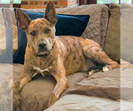 Small Photo #6 Catahoula Leopard Dog-Holland Shepherd Mix Puppy For Sale in McKinney, TX, USA