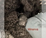 Puppy Minerva Double Doodle