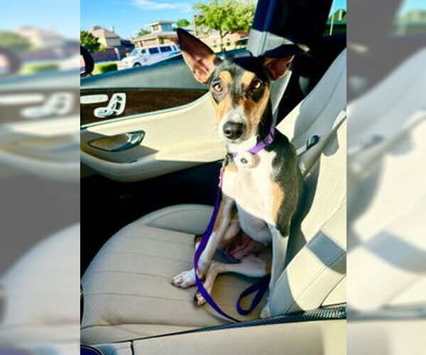 Medium Photo #5 Basenji-Rat Terrier Mix Puppy For Sale in McKinney, TX, USA
