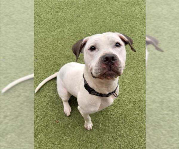 Medium Photo #1 American Pit Bull Terrier Puppy For Sale in Derwood, MD, USA