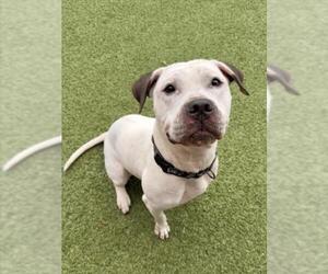 American Pit Bull Terrier Dogs for adoption in Derwood, MD, USA
