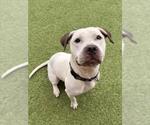 MONROE - Female American Pit Bull Terrier Dog for Adoption - Small photo