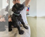 Puppy Lt Green 7 Schnauzer (Giant)