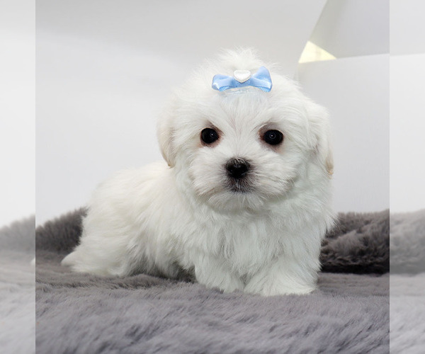 Medium Photo #2 Maltese Puppy For Sale in LOS ANGELES, CA, USA