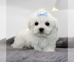 Small #1 Maltese