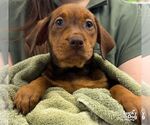 Small Photo #2 Labrador Retriever-Unknown Mix Puppy For Sale in Washington, DC, USA