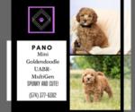 Small Photo #15 Goldendoodle (Miniature) Puppy For Sale in WARSAW, IN, USA