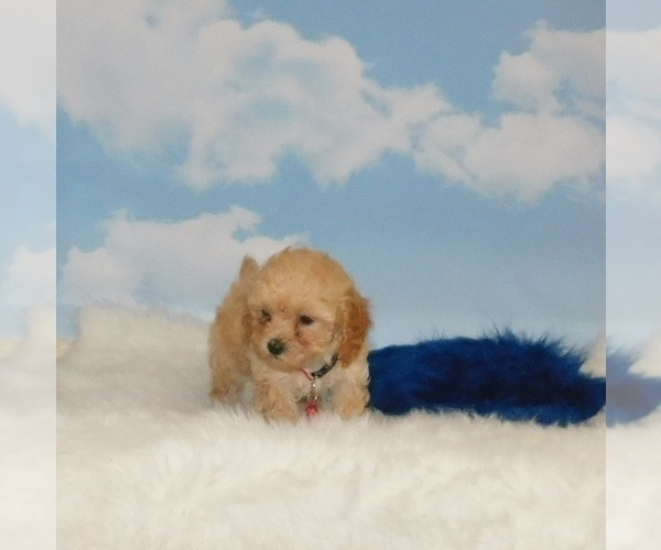 Medium Photo #3 Poodle (Toy) Puppy For Sale in WARRENSBURG, MO, USA