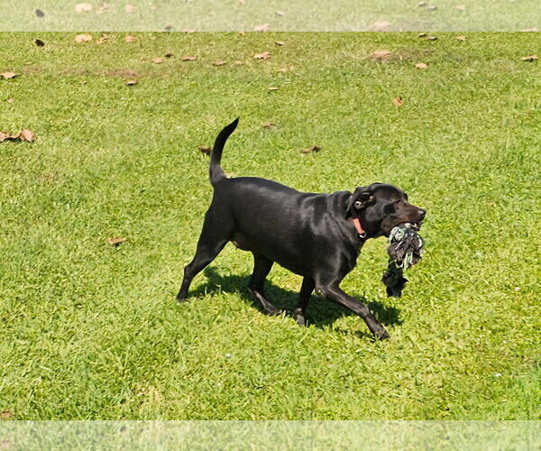 Medium Photo #3 Labrador Retriever-Unknown Mix Puppy For Sale in Oakhurst, NJ, USA