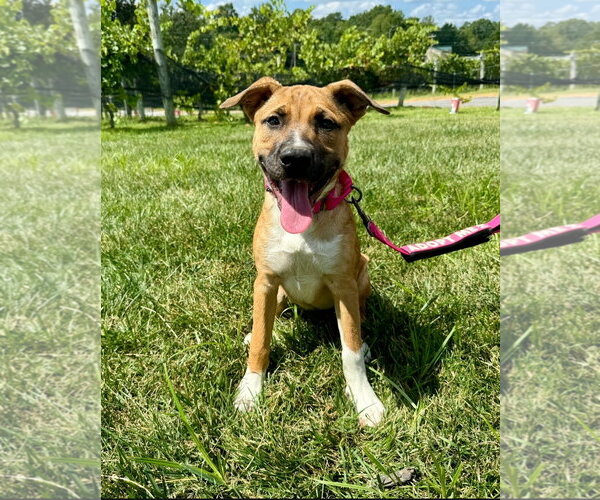 Medium Photo #4 Boxer-Siberian Husky Mix Puppy For Sale in Chester, VA, USA