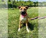 Small #3 Boxer-Siberian Husky Mix