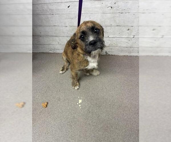 Medium Photo #1 Mutt Puppy For Sale in San Bernardino, CA, USA