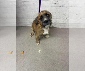 Mutt Dogs for adoption in San Bernardino, CA, USA