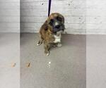 BARRINGTON - Male Mutt Dog for Adoption - Small photo