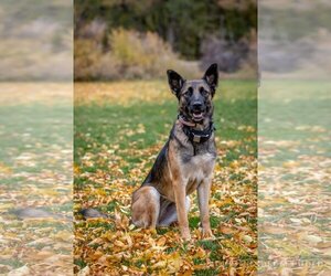 German Shepherd Dog-Unknown Mix Dogs for adoption in Sandy, UT, USA