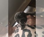 Small Photo #14 Cane Corso Puppy For Sale in MOBILE, AL, USA