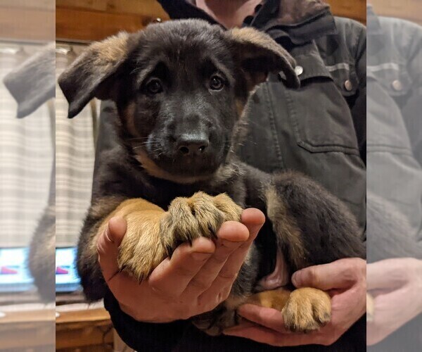 Medium Photo #1 German Shepherd Dog Puppy For Sale in LAKE STEVENS, WA, USA