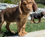Puppy 1 Bloodhound