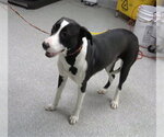 Small American Pit Bull Terrier Mix