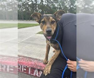 Plott Hound Dogs for adoption in Houston, TX, USA