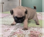 Puppy 5 Pug