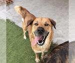 Small #1 German Shepherd Dog Mix