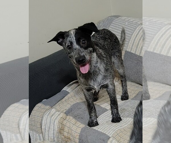 Medium Photo #1 Australian Cattle Dog Puppy For Sale in LAURENS, SC, USA