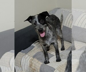 Australian Cattle Dog Puppy for sale in LAURENS, SC, USA