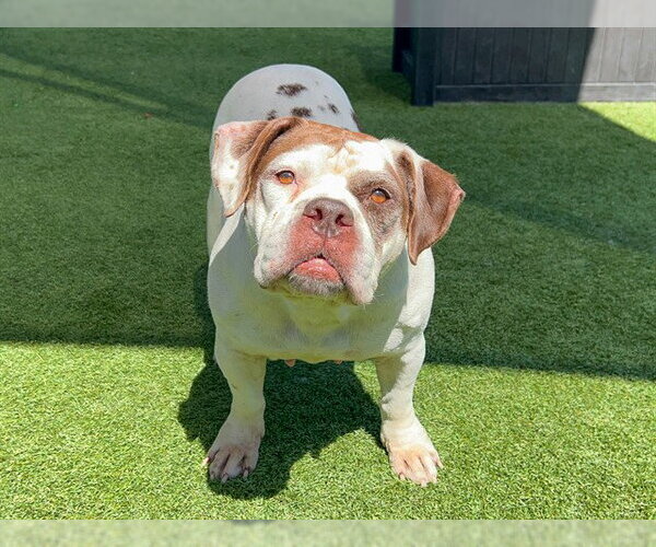 Medium Photo #1 Bulldog-Staffordshire Bull Terrier Mix Puppy For Sale in Orange, CA, USA