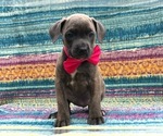 Small Photo #1 Cane Corso Puppy For Sale in CLAY, PA, USA
