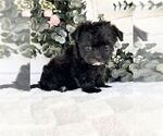 Small #13 Morkie