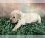 Small Photo #2 Golden Retriever Puppy For Sale in DETROIT, MI, USA