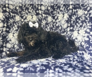 ShihPoo Puppy for sale in LAKELAND, FL, USA