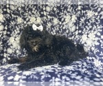 Image preview for Ad Listing. Nickname: Jolee
