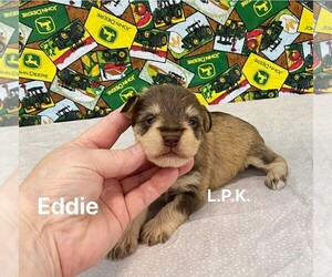 Schnauzer (Miniature) Puppy for sale in WINNSBORO, LA, USA