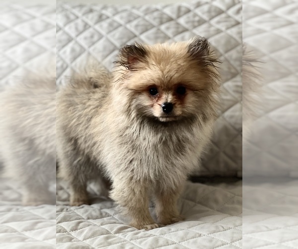 Medium Photo #4 Pomeranian Puppy For Sale in BEECH GROVE, IN, USA