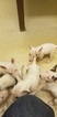 Small Photo #86 Bull Terrier Puppy For Sale in JACKSON, MI, USA