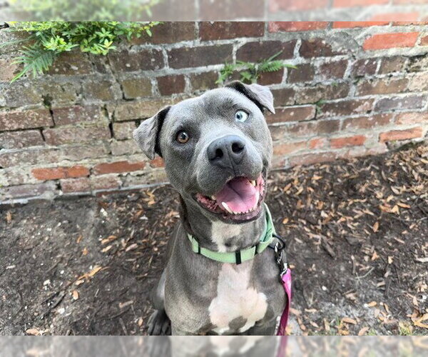 Medium Photo #3 Mutt Puppy For Sale in Ocala, FL, USA