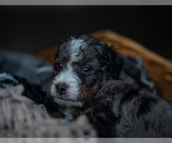 Medium Photo #5 Miniature Bernedoodle Puppy For Sale in SWAIN, NY, USA
