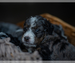 Small Photo #5 Miniature Bernedoodle Puppy For Sale in SWAIN, NY, USA