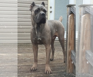 Father of the Cane Corso puppies born on 06/10/2019
